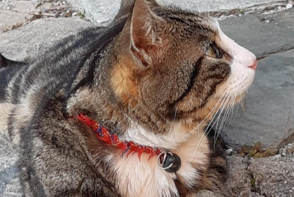 Chat Trouve Saint Martin Pet Alert Valais Vs Petalert Suisse