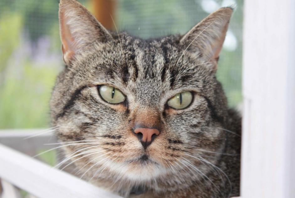 Vermisstmeldung Katze rassenmischung Männliche , 10 jahre Cottens Schweiz