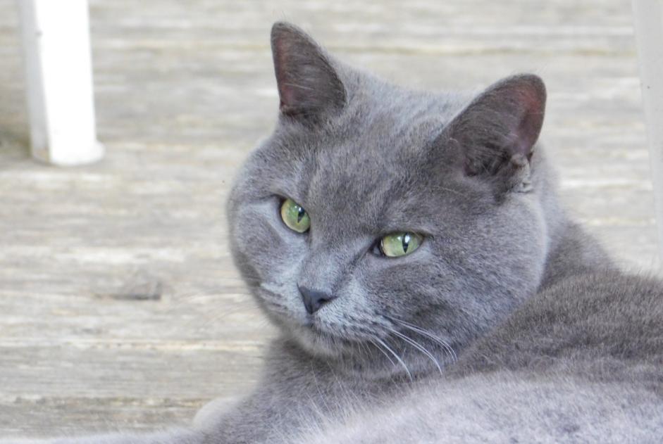Vermisstmeldung Katze rassenmischung Weiblich , 8 jahre Cheyres-Châbles Schweiz