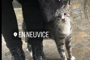 Fundmeldung Katze Männliche Liège Belgien