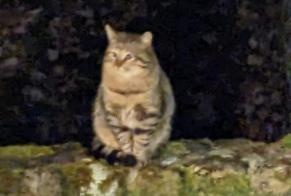 Fundmeldung Katze Unbekannt , 6 Jahre Le Mont-sur-Lausanne Schweiz