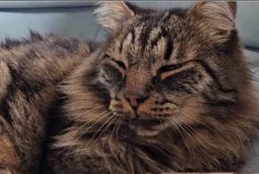 Vermisstmeldung Katze rassenmischung Männliche , 10 jahre Haute-Sorne Schweiz