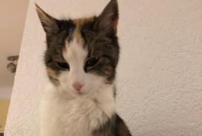 Vermisstmeldung Katze Weiblich , 13 jahre Echallens Schweiz