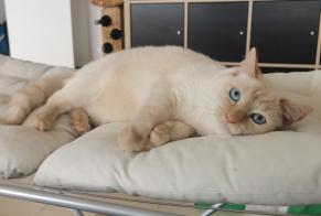 Vermisstmeldung Katze rassenmischung Weiblich , 5 jahre Prilly Schweiz