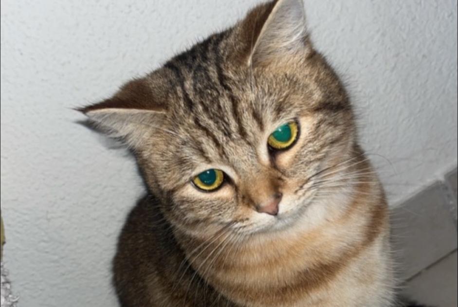 Vermisstmeldung Katze  Weiblich , 2 jahre Rives Frankreich