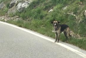 Fundmeldung Hund Unbekannt Saint-Martin Schweiz