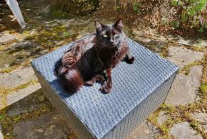 Vermisstmeldung Katze rassenmischung Männliche , 5 jahre Sainte-Croix Schweiz