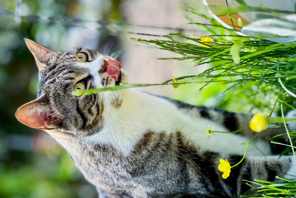 Vermisstmeldung Katze Weiblich , 6 jahre Ursy Schweiz