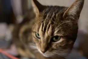 Vermisstmeldung Katze Männliche , 5 jahre Vallon-sur-Gée Frankreich