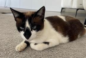 Vermisstmeldung Katze rassenmischung Weiblich , 3 jahre Quarteira Portugal