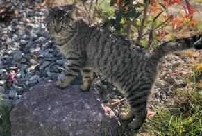 Vermisstmeldung Katze  Männliche , 4 jahre Collonges Schweiz