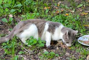 Fundmeldung Katze Unbekannt La Barre-de-Monts Frankreich
