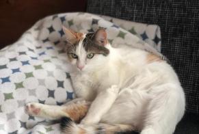 Vermisstmeldung Katze Weiblich , 7 jahre Crans-Montana Schweiz