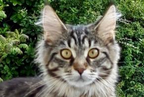 Vermisstmeldung Katze rassenmischung Weiblich , 3 jahre Villefontaine Frankreich