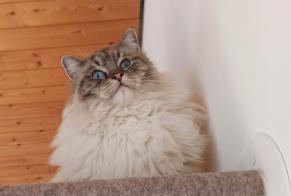 Vermisstmeldung Katze  Weiblich , 2 jahre Ecublens Schweiz