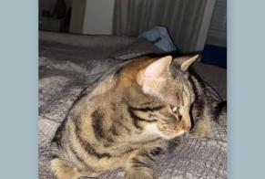 Vermisstmeldung Katze rassenmischung Weiblich , 12 jahre Nyon Schweiz