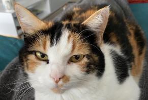 Vermisstmeldung Katze  Weiblich , 11 jahre Courroux Schweiz