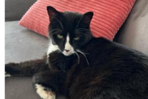 Vermisstmeldung Katze  Männliche , 12 jahre Martigny Schweiz
