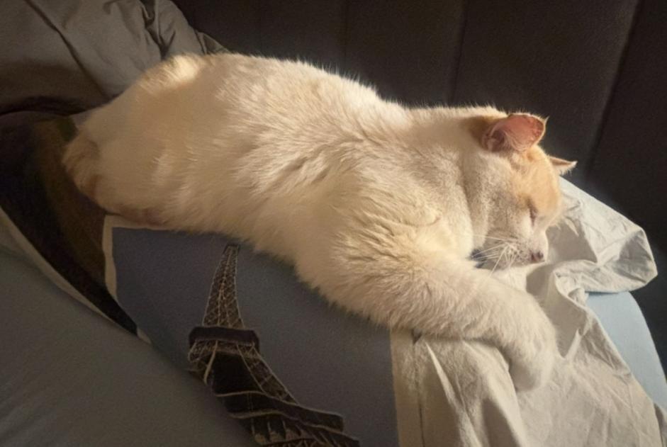 Katze Vermisst in Collonges (Valais, Schweiz)  - Verlust Pet Alert Meldung Nr. 364556