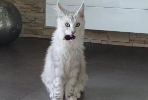 Vermisstmeldung Katze  Männliche , 1 jahre Châtonnaye Schweiz