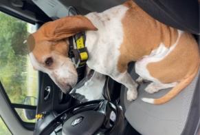 Fundmeldung Hund Weiblich Lucens Schweiz