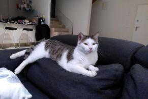 Vermisstmeldung Katze  Männliche , 7 jahre Yverdon-les-Bains Schweiz