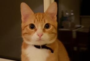 Disappearance alert Cat  Male , 7 years Cers France