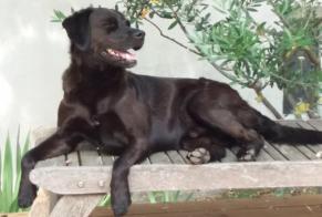 Disappearance alert Dog miscegenation Male , 12 years Marignane France