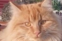 Disappearance alert Cat Male , 6 years Chavornay Switzerland