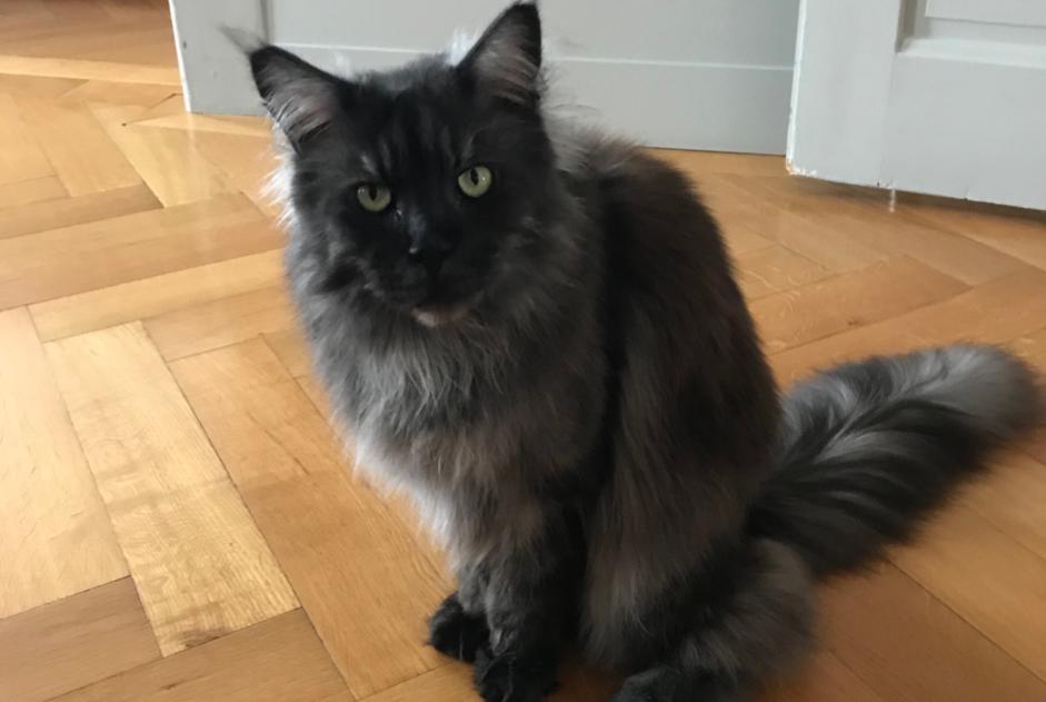 Disappearance alert Cat  Female , 15 years Genève Switzerland