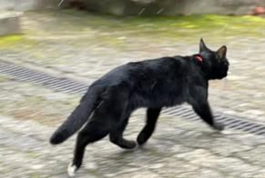Discovery alert Cat Female Cologny Switzerland