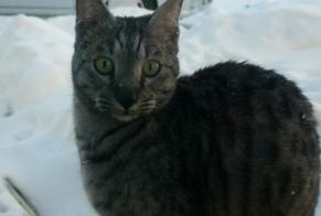 Discovery alert Cat miscegenation Male La Sagne Switzerland