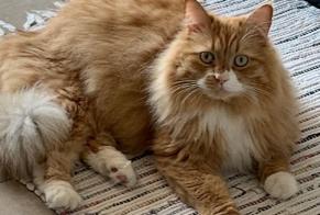 Disappearance alert Cat  Male , 6 years La Sarraz Switzerland