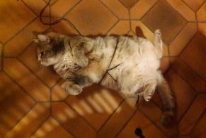 Disappearance alert Cat Female , 7 years Fontenais Switzerland