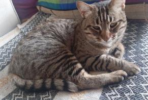 Disappearance alert Cat miscegenation Male , 5 years Saint-Prex Switzerland