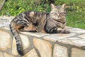 Disappearance alert Cat miscegenation Male , 5 years Saint-Légier-La Chiésaz Switzerland