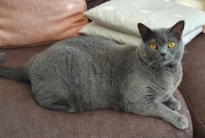 Disappearance alert Cat  Male , 6 years Veyrier Switzerland