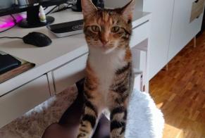 Disappearance alert Cat miscegenation Female , 2 years Lausanne Switzerland