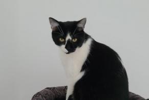 Disappearance alert Cat Male , 4 years Cossonay Switzerland