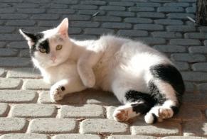 Disappearance alert Cat miscegenation Male , 3 years Plasselb Switzerland