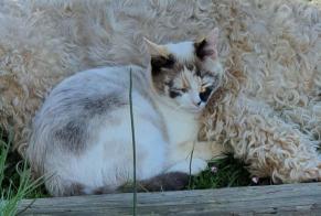 Disappearance alert Cat miscegenation Female , 1 years Villarvolard Switzerland
