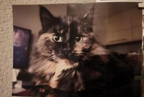 Disappearance alert Cat Female , 1 years Belmont-Broye Switzerland