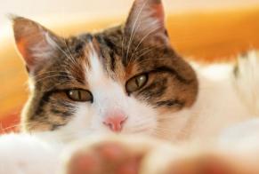 Disappearance alert Cat Female , 10 years Semsales Switzerland