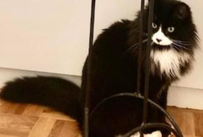Disappearance alert Cat Female , 3 years Bulle Switzerland