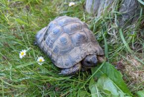 Disappearance alert Tortoise Male , 2022 years Fribourg Switzerland