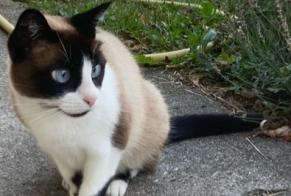 Discovery alert Cat miscegenation Unknown , 1 year Le Crêt Switzerland