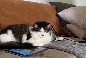 Disappearance alert Cat Female , 13 years Châtel-Saint-Denis Switzerland