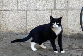 Disappearance alert Cat Female , 3 years Plainpalais Switzerland