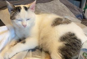 Discovery alert Cat Female Marly Switzerland