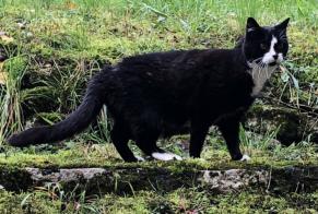 Disappearance alert Cat Female , 12 years Neuchâtel Switzerland